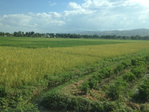 Fields of produce